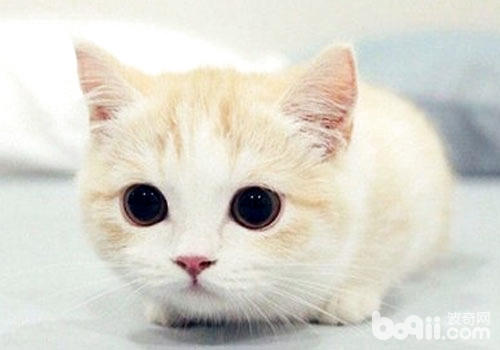 哪个说养猫只不过消遣，养猫有这类好处你知不知道？