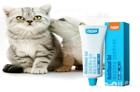 让猫咪发腮，须要多久喂一次WOWO猫咪养分膏？