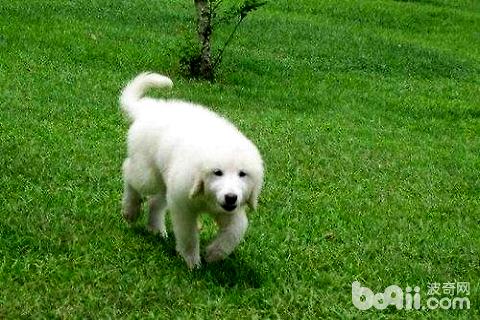 大白熊犬适合家养吗？养大白熊犬危险吗？