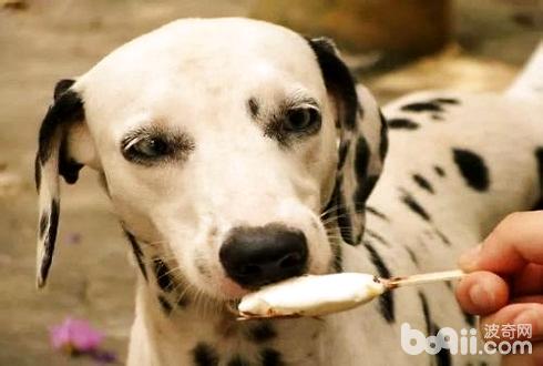狗狗能吃甜食吗？狗狗吃甜食会怎样样？