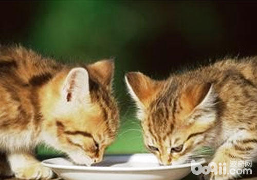 闭于猫咪养分与喂食的一些问题