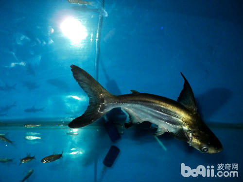 成吉思汗鱼和蓝鲨的辨别