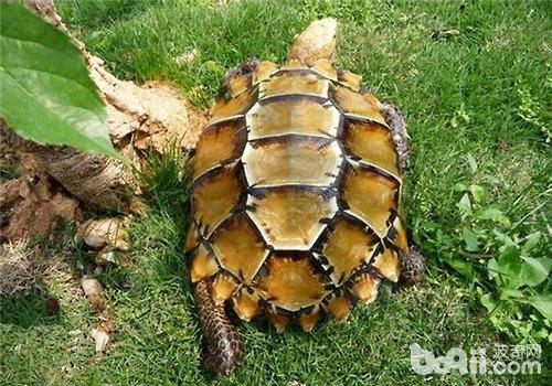 怎么样采用凹甲陆龟？