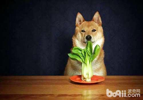狗狗没有能吃的蔬菜都有哪些