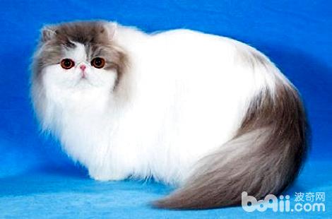 为何小猫生出来就是死的？