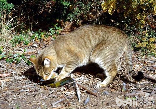 作用澳洲生态百般性的竟然是野猫？