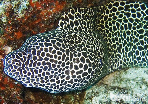 海鳗科海水鱼豢养方式