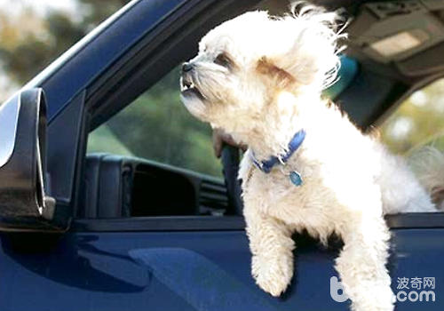为什么狗狗趁车时喜佳将头伸出窗外