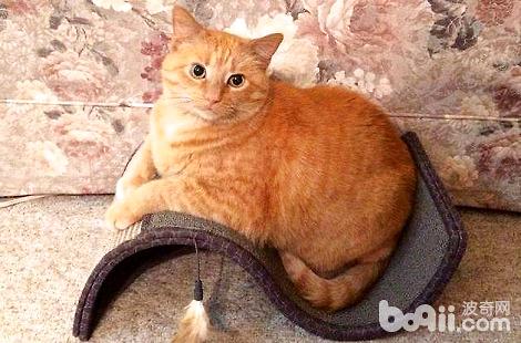那种情况下宠物猫才需要吃营养膏？