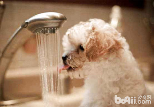狗狗补水的要害性