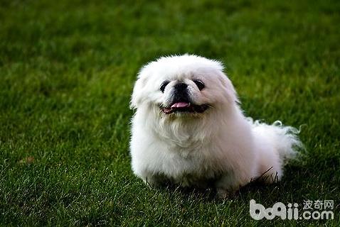 京巴犬凶吗？京巴犬的优缺点介绍