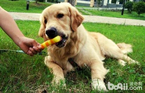 狗狗能没有能吃冰激凌？
