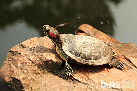巴西龟豢养
