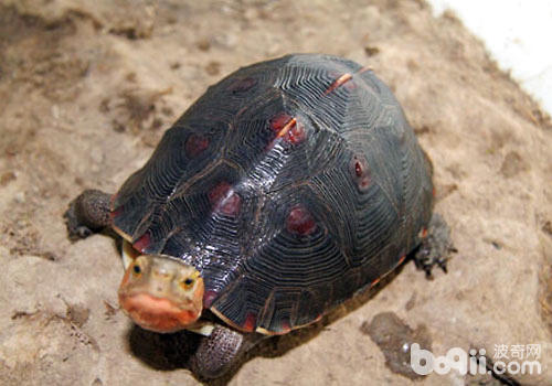 黄缘龟蛰伏的停食预备