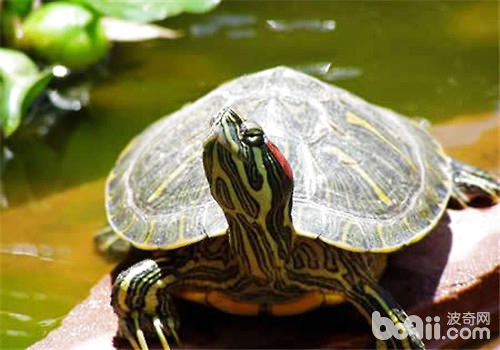 红耳龟豢养方式，红耳龟何如养？