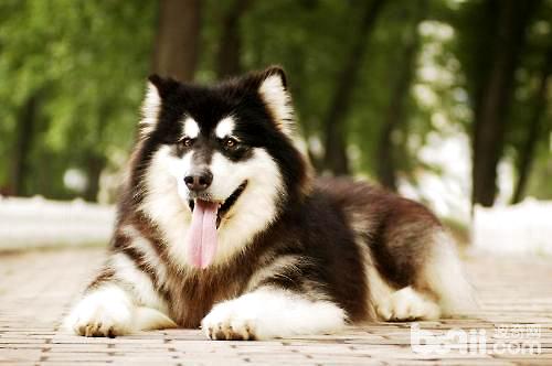 哈士奇犬与阿拉斯加雪橇犬有什么辨别？