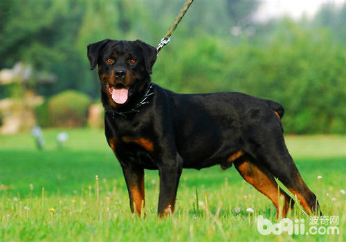 为什么最特出的罗威纳犬都来自德国？