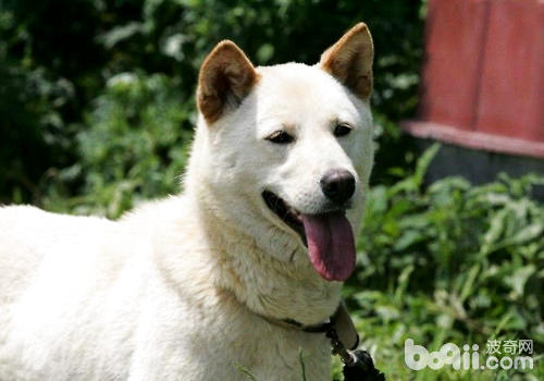 韩国自然记念物，天下名犬——珍岛犬