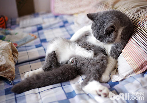猫为何要割蛋蛋