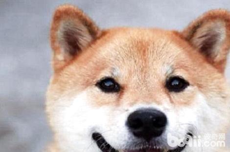 最近很火的柴犬的微笑，真的是在笑吗？