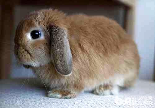 荷兰垂耳兔寿命是几年？