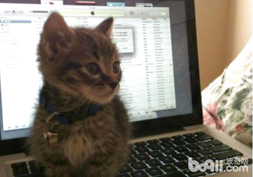 猫咪喜好爬键盘怎样办？