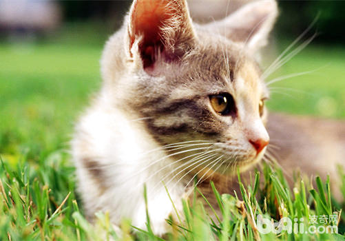 猫咪罕睹的呼吸讲疾病有哪些？又是怎么样诊疗的？