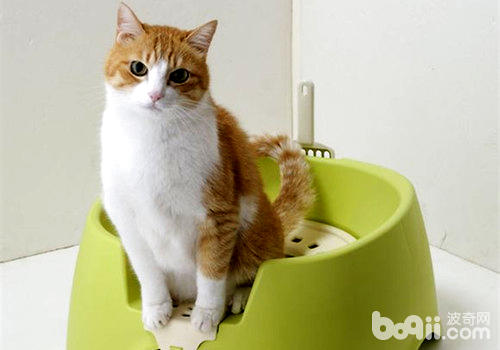 宠物猫随地大小便？猫砂盆摆错位置啦！