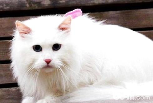 猫如何养 养猫有什么需要注意的地方
