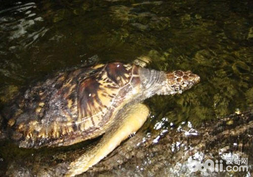 黑龟蛰伏要搁水吗？