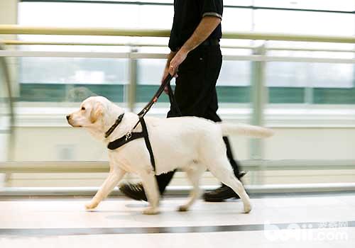 最符合成为导盲犬的狗狗有哪些，导盲犬练习的注沉事项