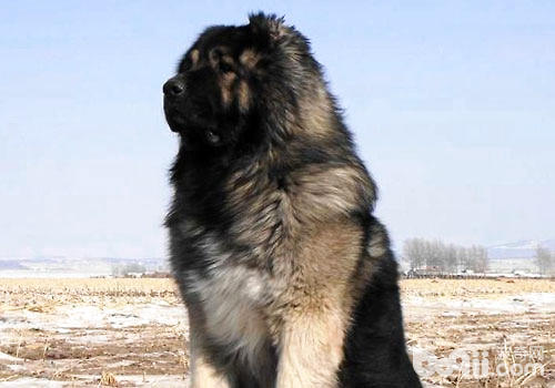 犬中之王——高加索犬