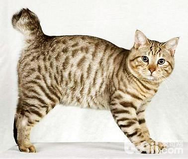 最大的猫是什么种类？