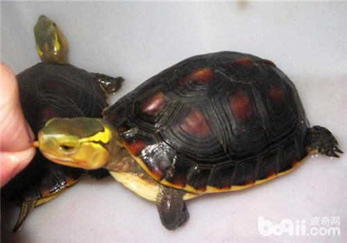 黄缘闭壳龟蛰伏方式与注沉事项