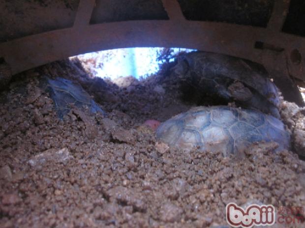 宠物水龟天然蛰伏的方式比拟