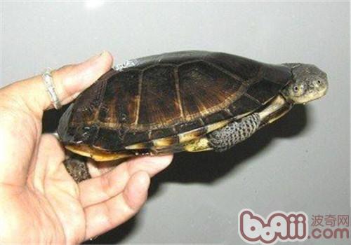 巴西搁射刺颈龟的保护方式