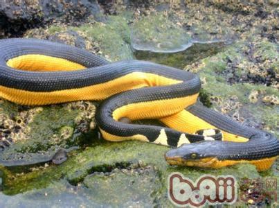 长吻海蛇的形状特性