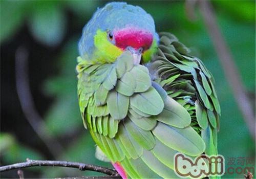 紫冠亚马逊鹦鹉的种类简介