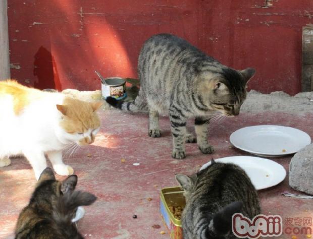 饲喂人类剩饭对猫的害处