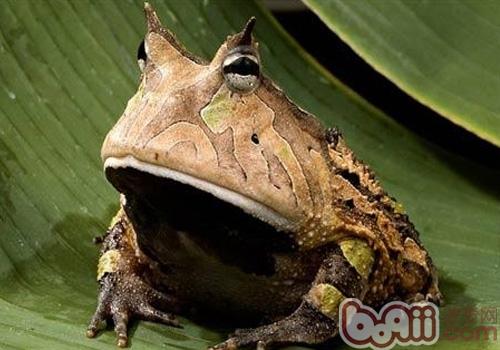 亚马逊角蛙形态特性