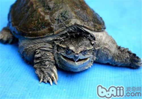 中美拟鳄龟的护理知识