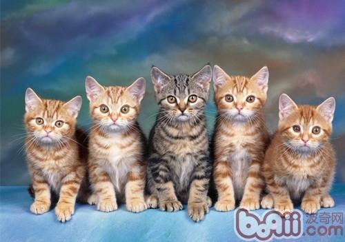 关于宠物猫是色盲的扫盲
