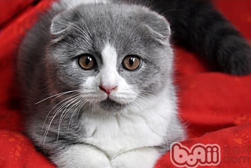 如何帮助超重宠物猫减肥