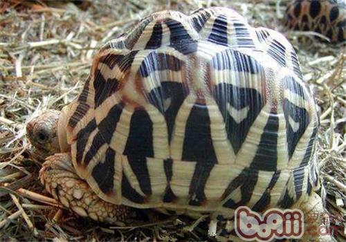 印度星龟的外表特性