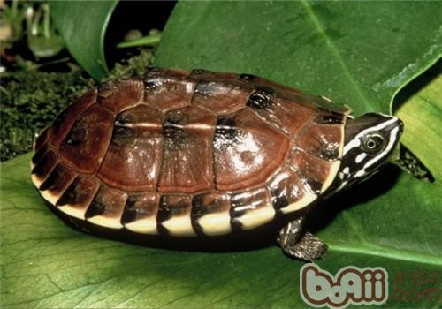 马来食螺龟的种类简介