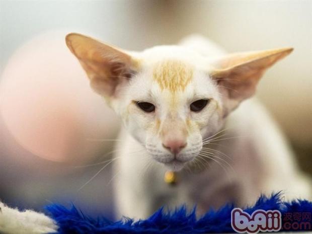 什么宠物猫长不大