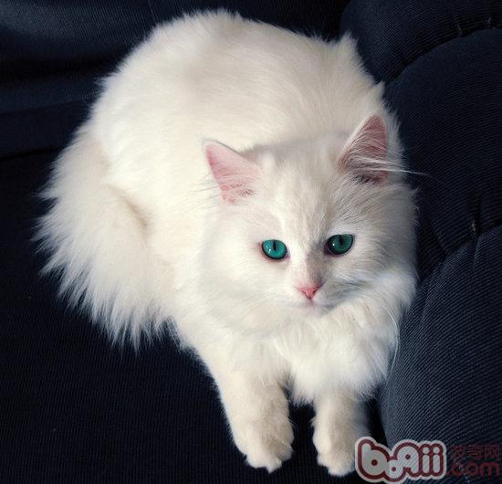 女孩合适养什么品种的猫