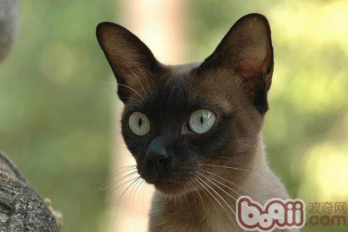 捡到流浪猫如何办