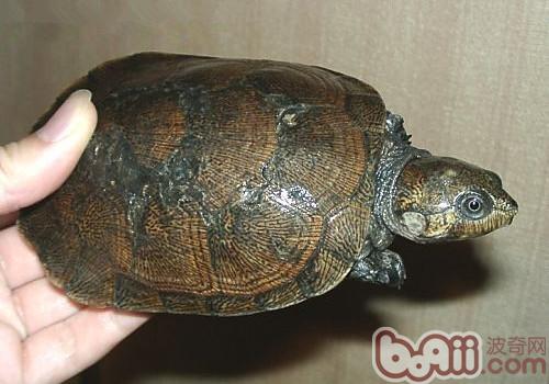 马达加斯加大头侧颈龟的生活环境