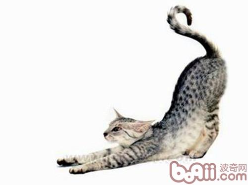 埃及猫的故事